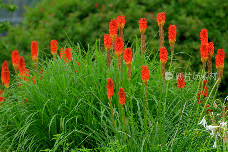 剑草/火炬百合/三角花:颜色鲜艳，密集，直立的穗状花序